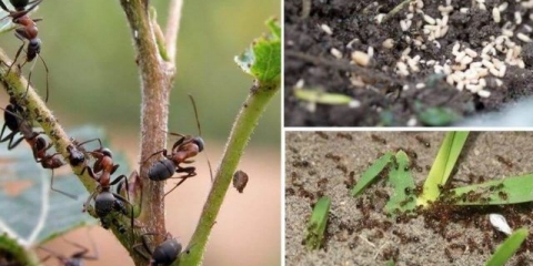 Kako i kako se riješiti mrava na trešnji: metode i metode borbe